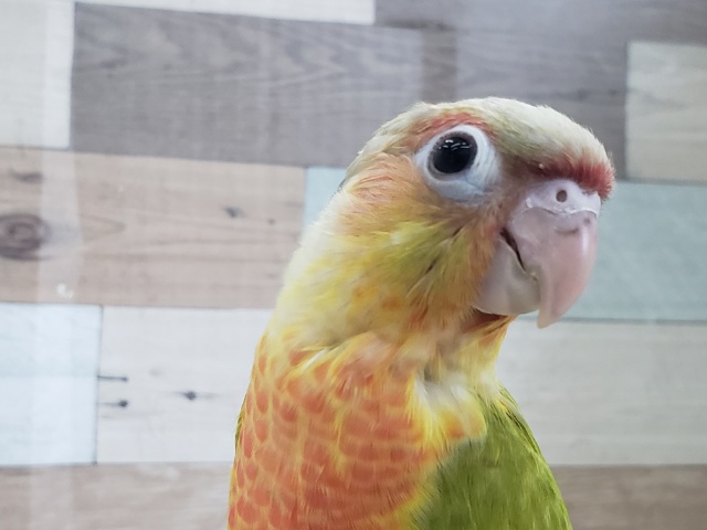 ホオミドリウロコインコ