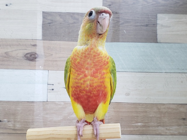 ホオミドリウロコインコ