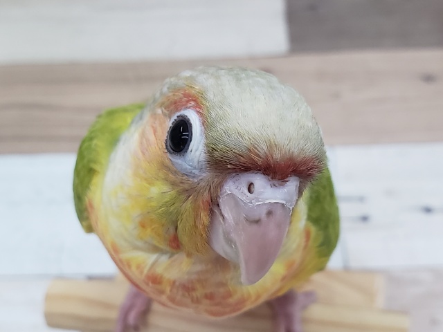 派手だょ。ウロコインコパイナップル～