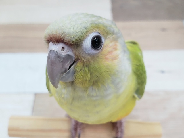 派手だけど渋い？ウロコインコダイリュート～👶