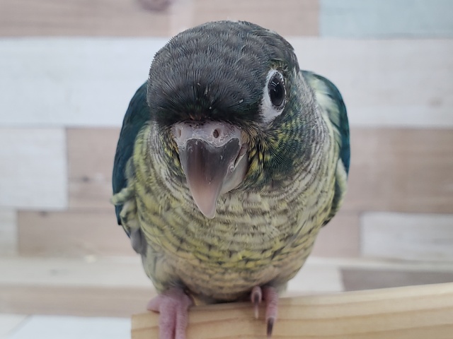 ワキコガネウロコインコ