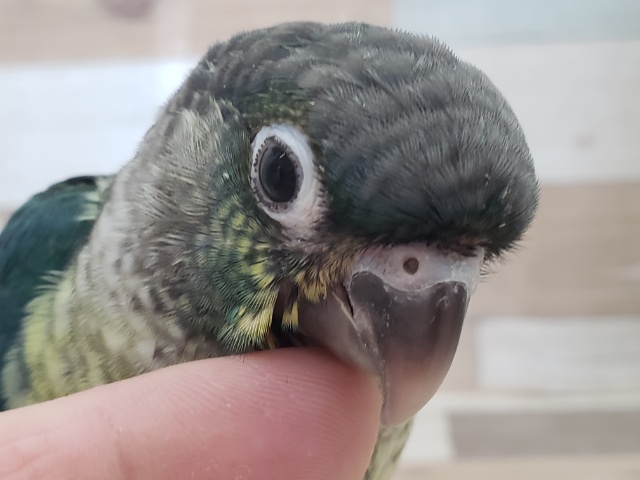 ワキコガネウロコインコ