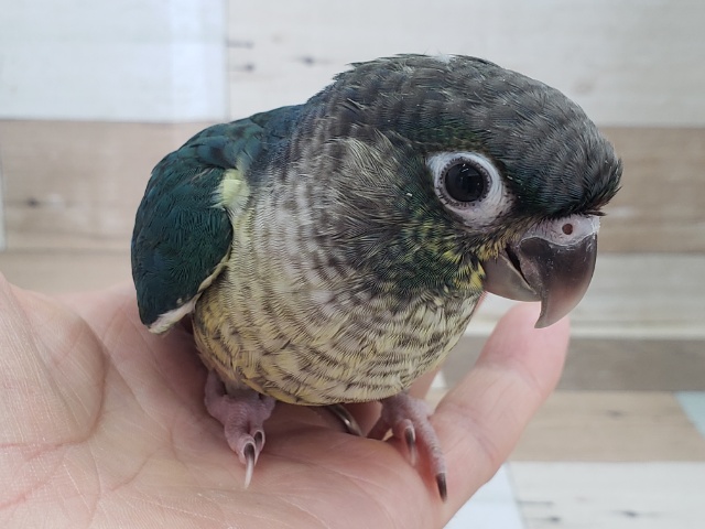 ワキコガネウロコインコ