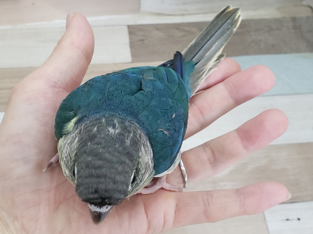 ワキコガネウロコインコ