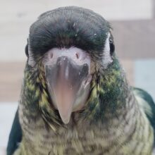 渋い青～ウロコインコワキコガネブルー