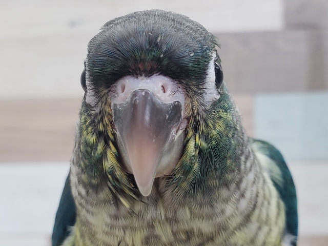渋い青～ウロコインコワキコガネブルー