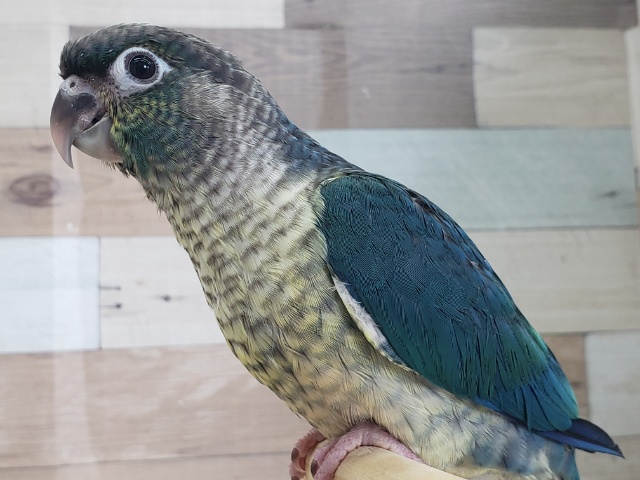 ワキコガネウロコインコ