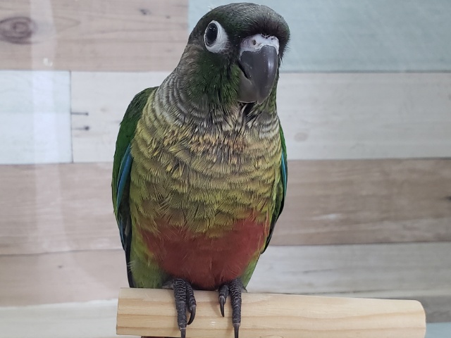 ホオミドリウロコインコ