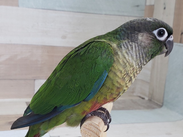 ホオミドリウロコインコ