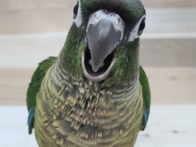 ホオミドリウロコインコ