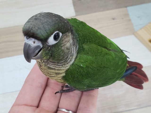 ホオミドリウロコインコ