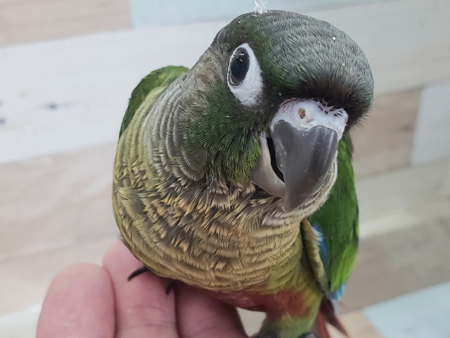 ノーマルグリーンのウロコインコです～。