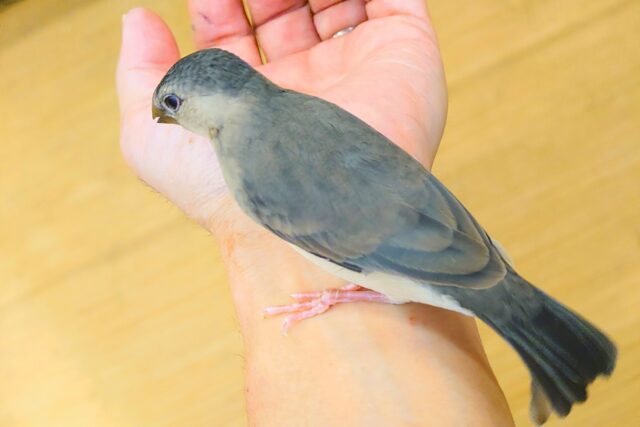 桜文鳥