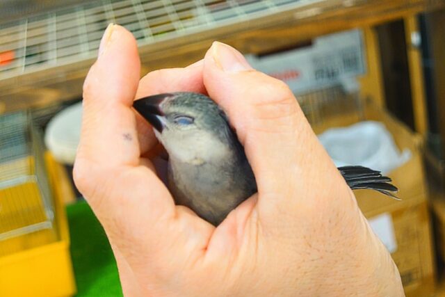 桜文鳥