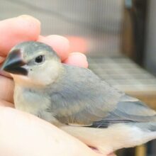 最新画像になります☆　オイラ達の成長を見届けてね🎁⋆*桜文鳥 ヒナ
