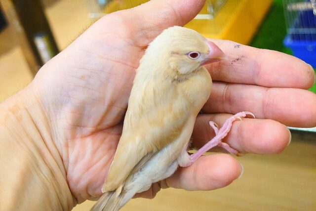 シナモン文鳥