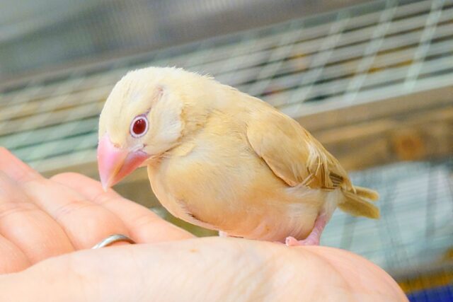シナモン文鳥