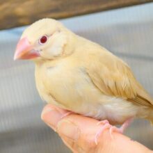 最新画像になります☆　天使の赤ちゃんが降臨しました♡シナモン文鳥 ヒナ