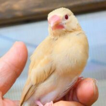最新画像になります☆　でこぼこコンビは、きょうも平和っ🐣♡🐣シナモン文鳥 ヒナ