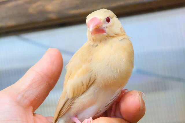 最新画像になります☆　でこぼこコンビは、きょうも平和っ🐣♡🐣シナモン文鳥 ヒナ