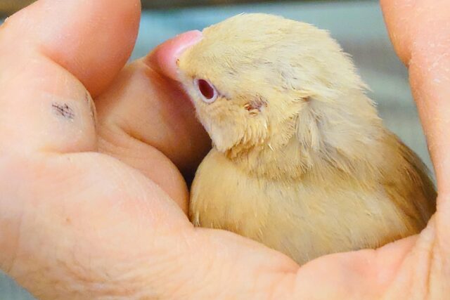 シナモン文鳥