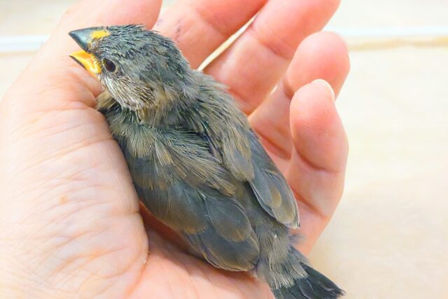 桜文鳥