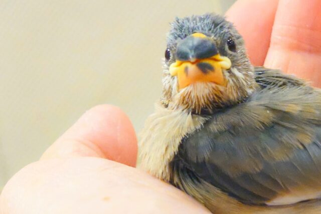 桜文鳥