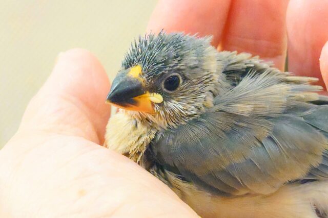 桜文鳥