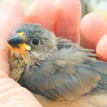 最新画像になります☆　ベビ感たっぷり🐣桜文鳥 ヒナ