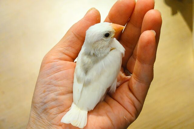 白文鳥