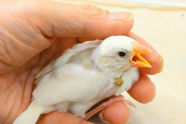 白文鳥