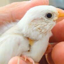 最新画像になります☆　手のひらすっぽり♡癒し系🫧白文鳥 ヒナ