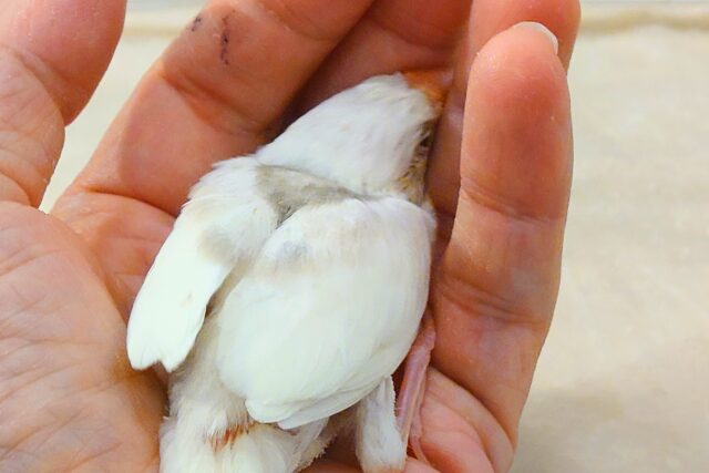 白文鳥