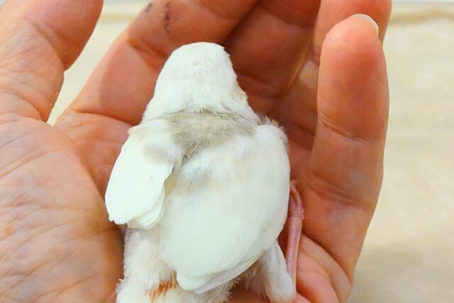 白文鳥