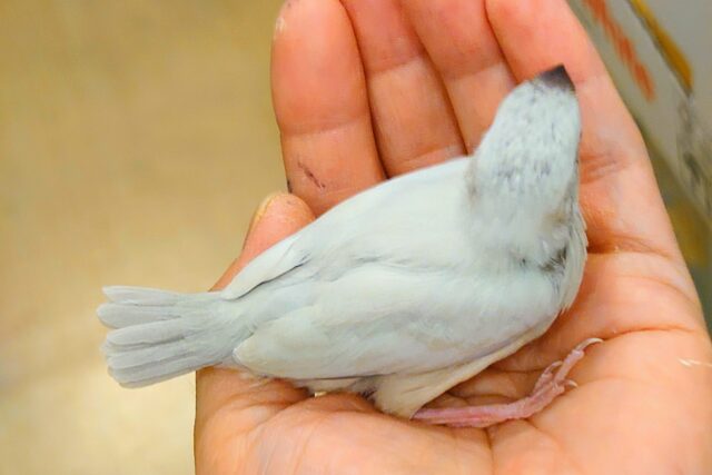 シルバー文鳥