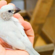 最新画像になります☆　”無”の可愛さ体験してみませんか？🧚シルバー文鳥 ヒナ