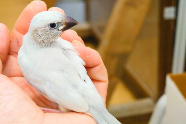 シルバー文鳥