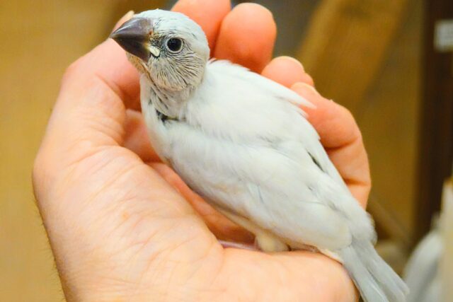 シルバー文鳥