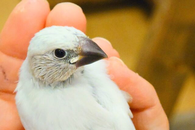 シルバー文鳥