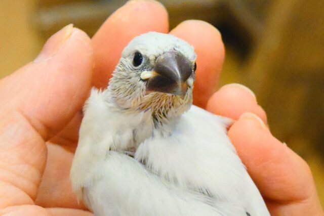 シルバー文鳥