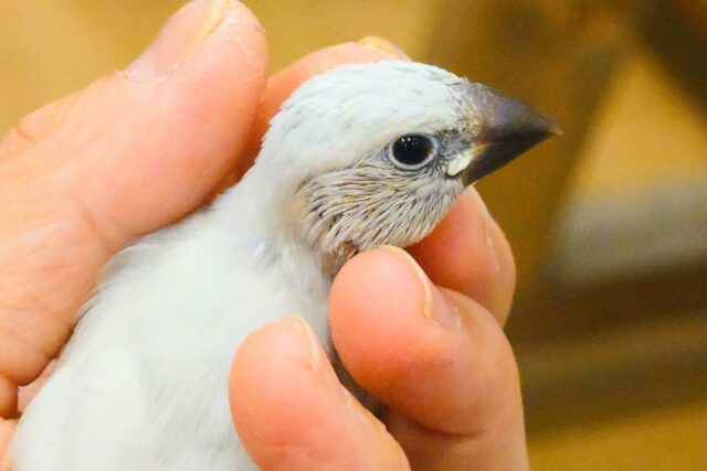 シルバー文鳥