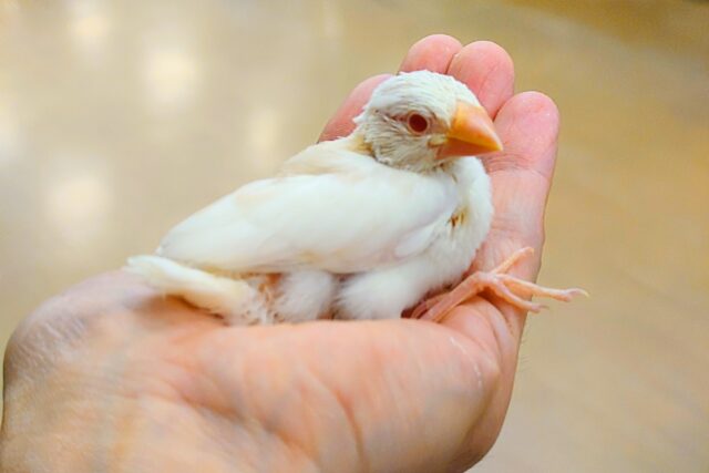 アルビノ文鳥