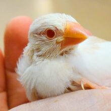 最新画像になります☆　高嶺のぶんちょ様♡.·*.アルビノ文鳥 ヒナ