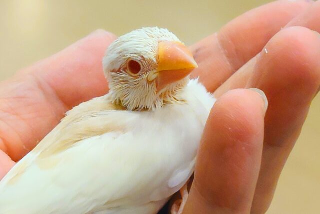 アルビノ文鳥