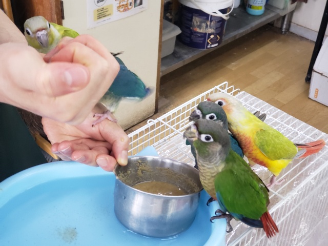 ホオミドリウロコインコ
