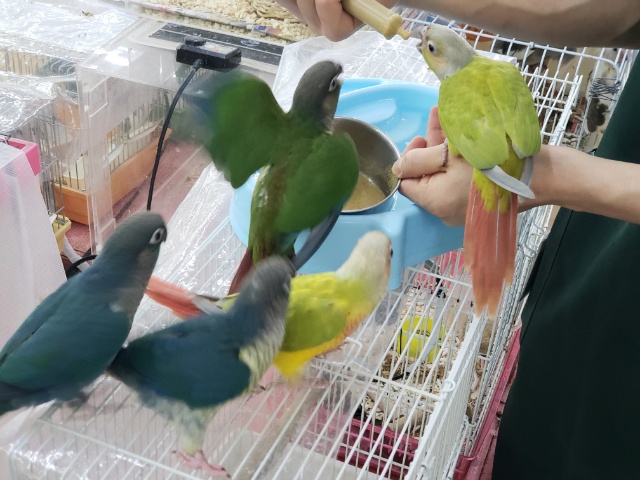 ホオミドリウロコインコ