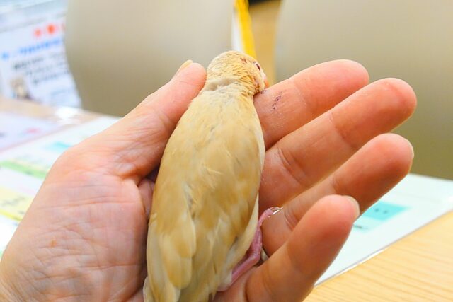 シナモン文鳥
