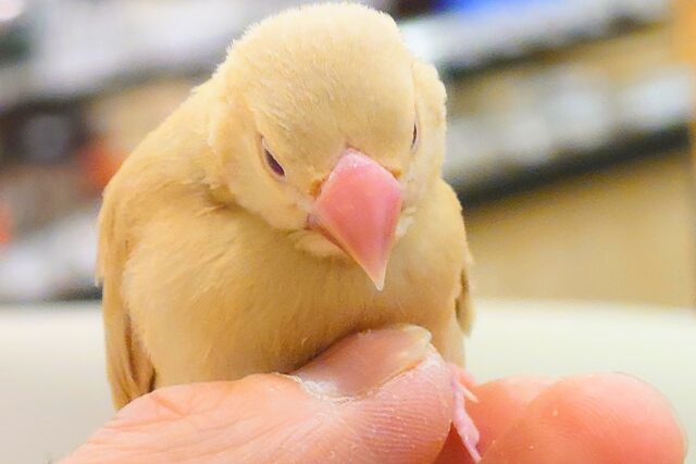 シナモン文鳥