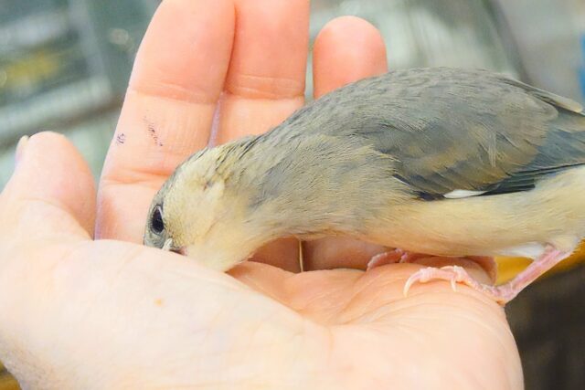 桜文鳥