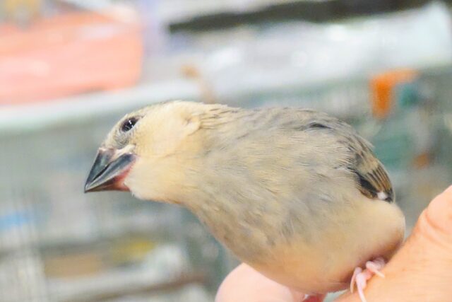 桜文鳥